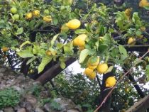limoni-ad-albero-300x227 Consigli per agrumi più forti. Le cure indispensabili per una buona crescita