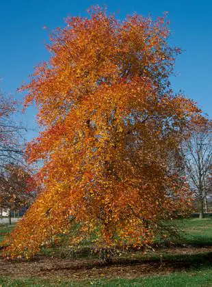 La nyssa, albero colorato in autunno