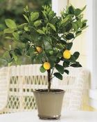 piantina-di-limone-in-vaso Consigli per agrumi più forti. Le cure indispensabili per una buona crescita