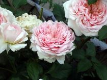 rosa-inglese-300x225 Come potare le rose
