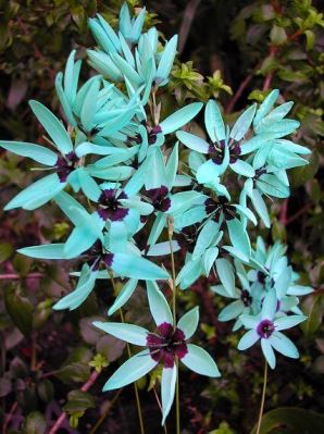 Ixia viridiflora, fiori azzurro blu
