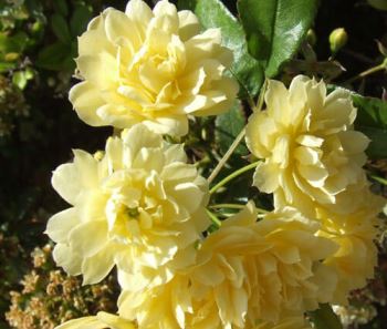 Rosa banksiae rosea: resistente, con grandi fioriture