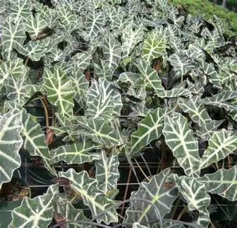 Alocasia amazzonica, pianta dalle belle foglie ornamentali