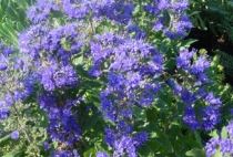 caryopteris-300x204 Caryopteris: fiori blu per il balcone