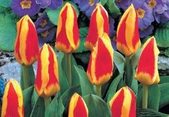 Consigli autunnali per piante aromatiche e tulipani