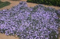 convolvolo-sabatius-tappezzante-300x199 Il convolvulus sabatius: tappeto di bei fiori