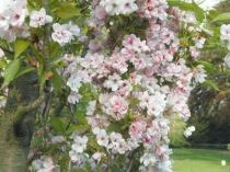 prunus-serrulata-amanogawa-in-fiore-300x225 Il ciliegio ornamentale, albero ideale per piccoli giardini