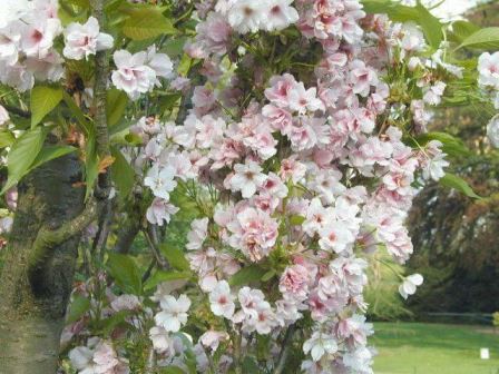 Il ciliegio ornamentale, albero ideale per piccoli giardini
