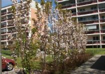 prunus-serrulata-amanogawa-in-giardino-300x212 Il ciliegio ornamentale, albero ideale per piccoli giardini