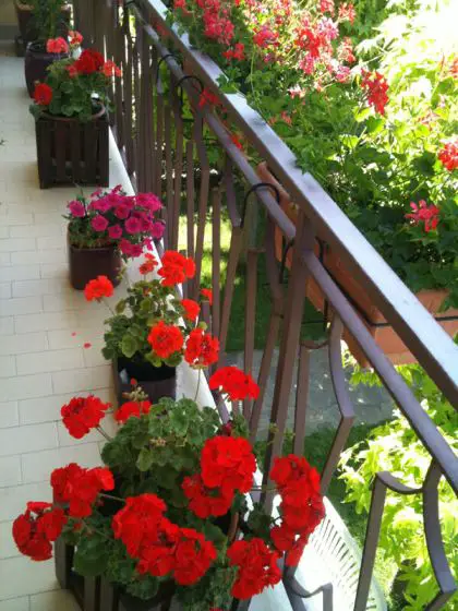 balcone con gerani fioriti
