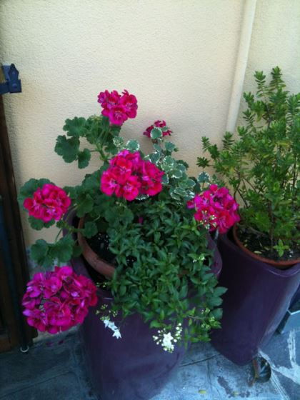gerani-giganti Consigli primaverili per rose, gerani e petunie (con foto)