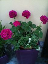 gerani in vaso fucsia