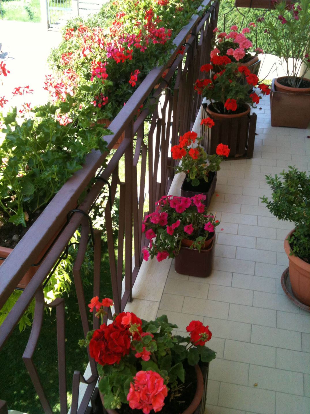 gerani-in-vaso-in-balcone Consigli primaverili per rose, gerani e petunie (con foto)