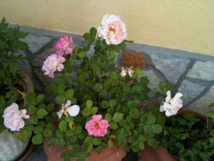 rose-bianche Consigli primaverili per rose, gerani e petunie (con foto)