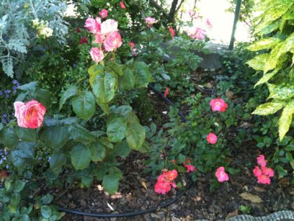 rose-in-terra Consigli primaverili per rose, gerani e petunie (con foto)