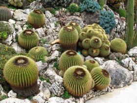 Cactus a sfera (echinocactus grusonii)