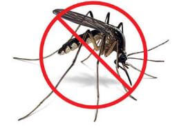 Lotta alla zanzara tigre: consigli e prodotti