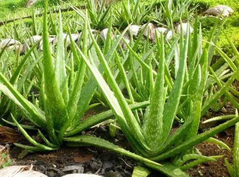 Aloe vera: coltivazione e proprietà benefiche