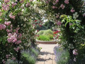 1024px-Rose_Arch_at_RNRS_gardens_of_the_Rose-300x224 Piante Rampicanti per Pergolati e Archi: Idee e Consigli per un Giardino Elegante e Funzionale
